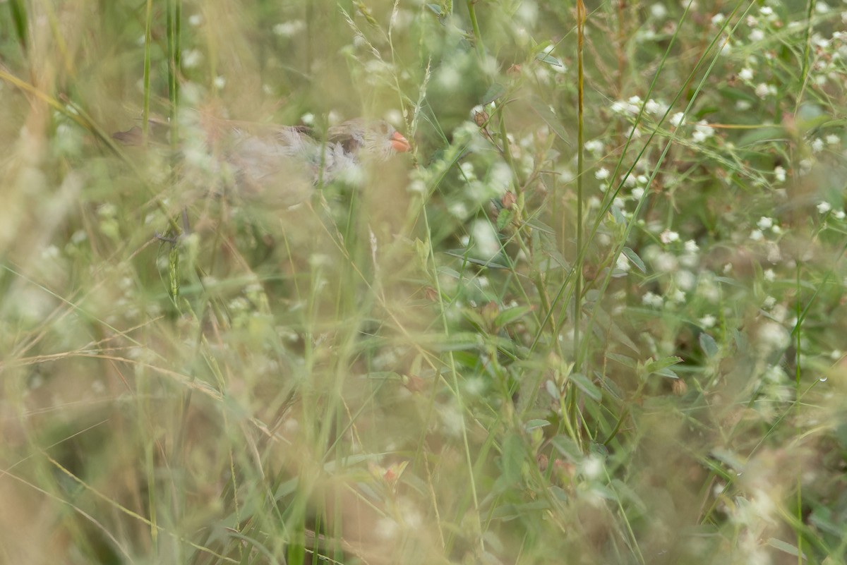 Fawn-breasted Waxbill (Fawn-breasted) - ML642417104