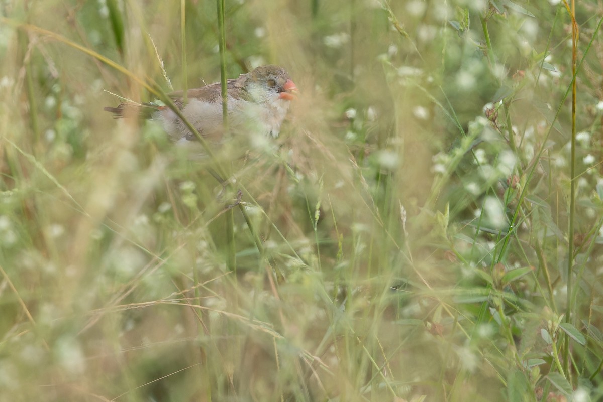 Fawn-breasted Waxbill (Fawn-breasted) - ML642417106