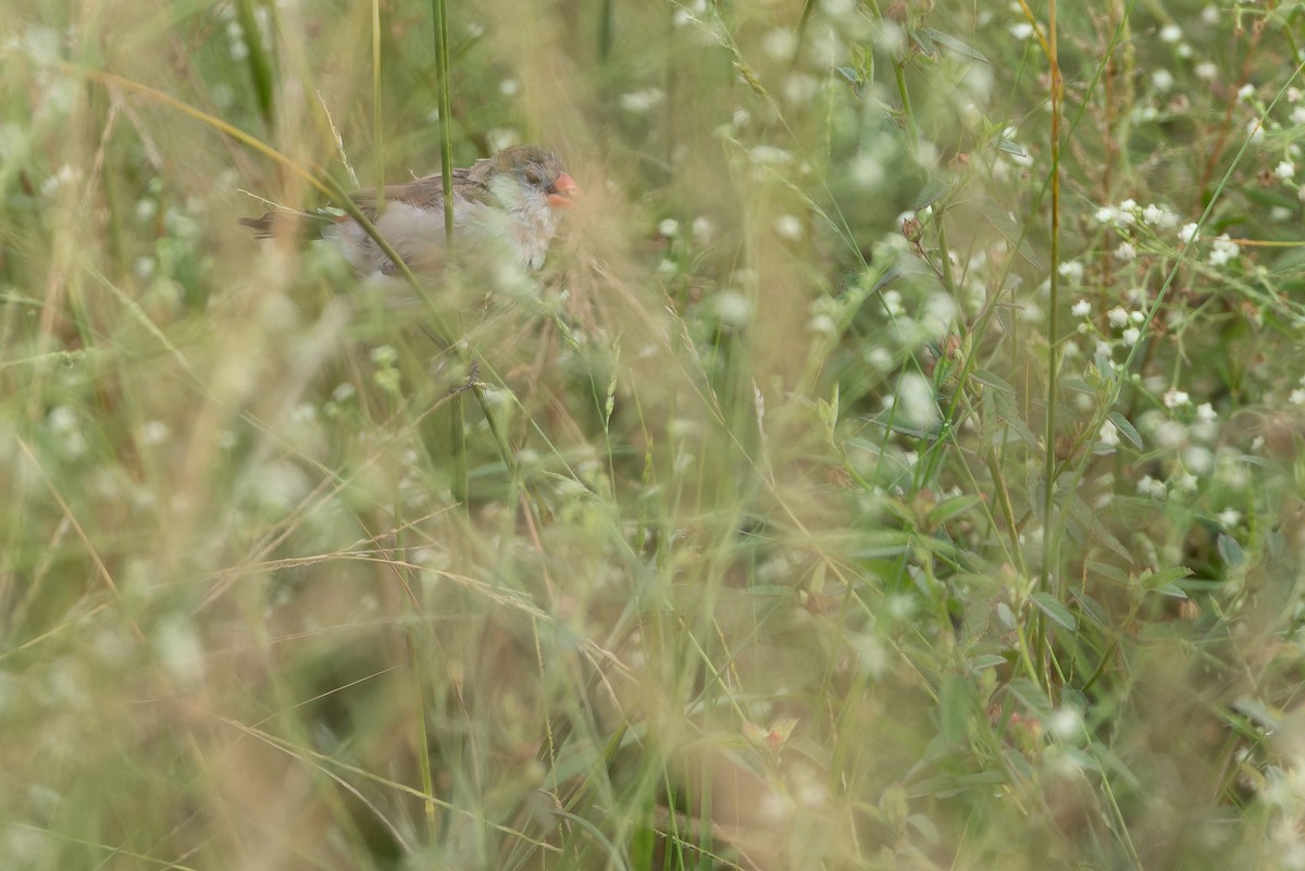 Fawn-breasted Waxbill (Fawn-breasted) - ML642417107