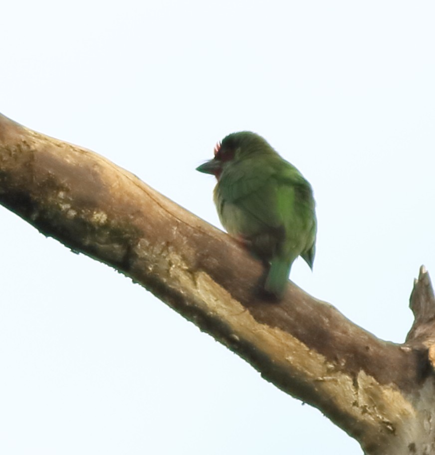 Malabar Barbet - ML642417109