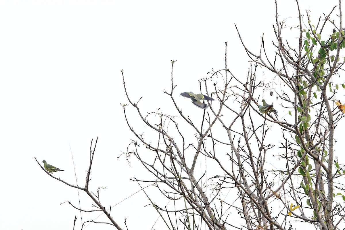 Orange-breasted Green-Pigeon - ML642417110