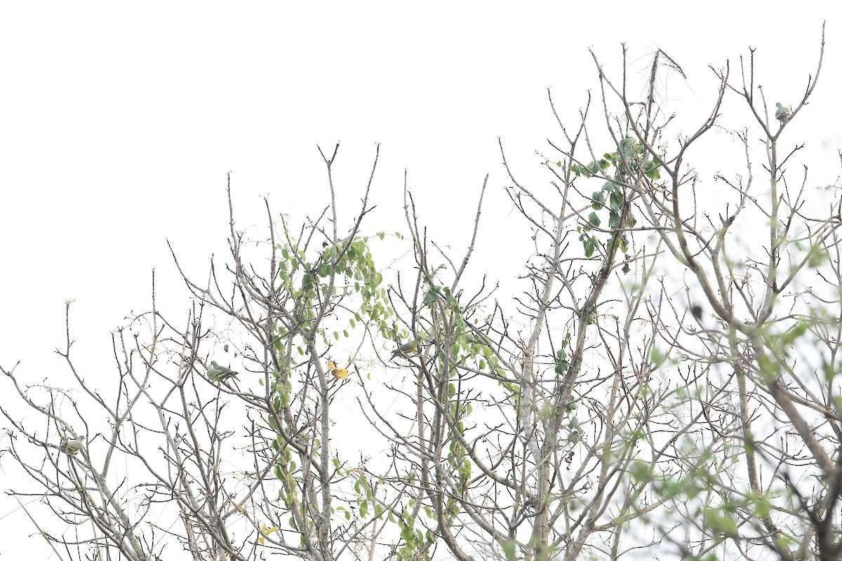 Orange-breasted Green-Pigeon - ML642417112