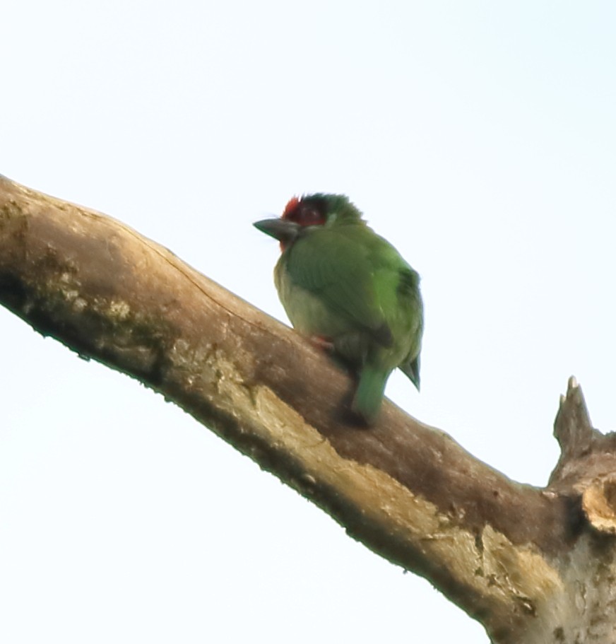 Malabar Barbet - ML642417113