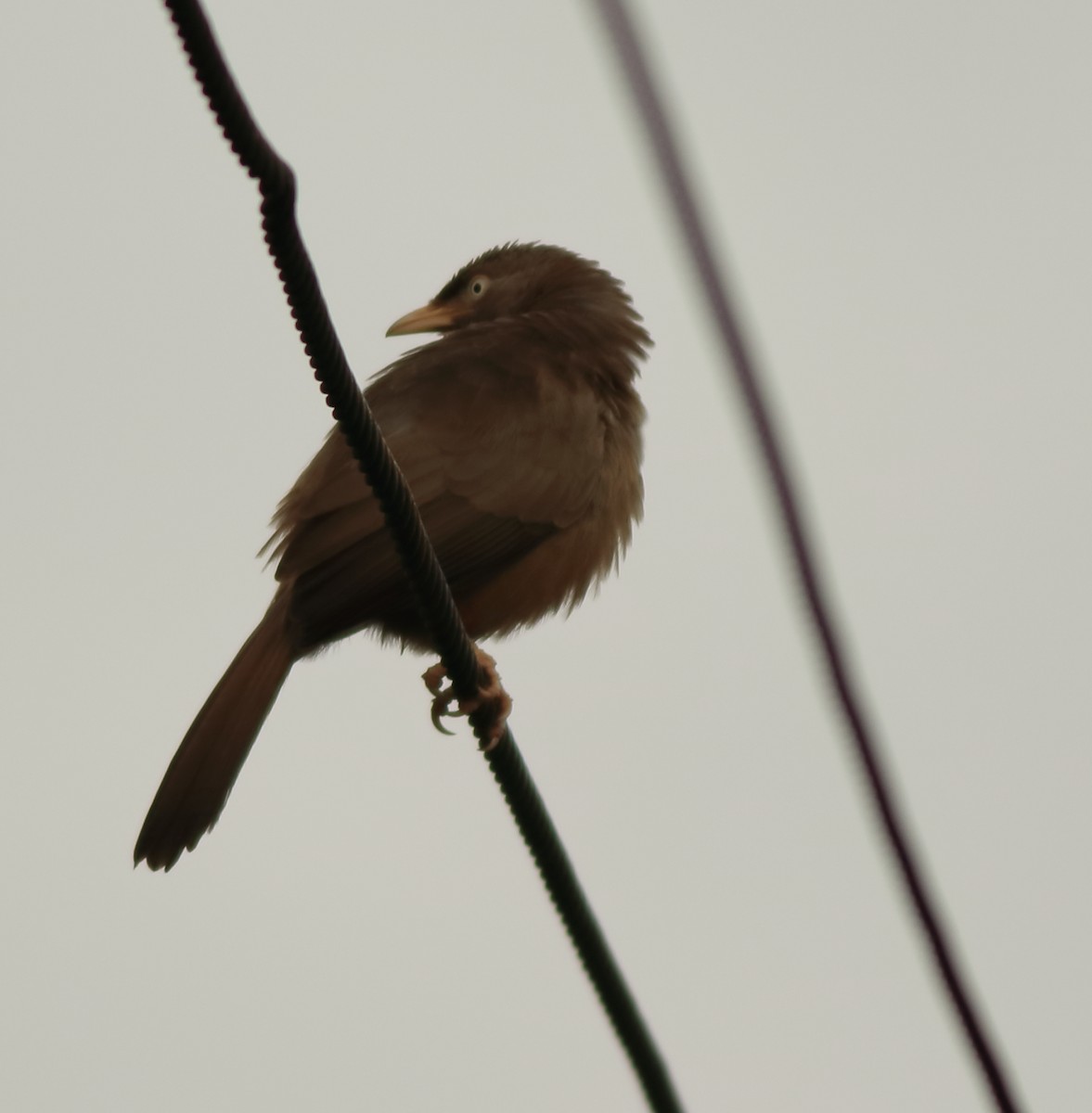 Jungle Babbler - ML642417132