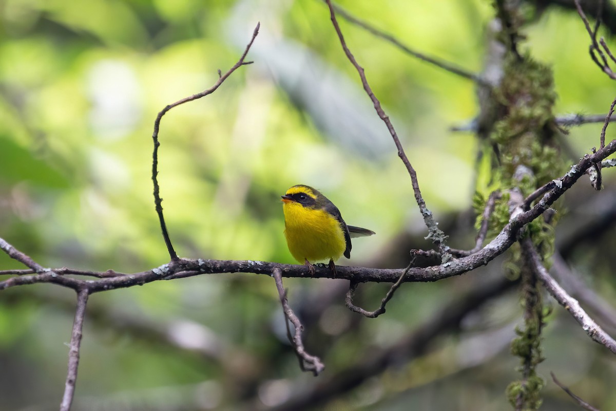 Yellow-bellied Fairy-Fantail - ML642417134