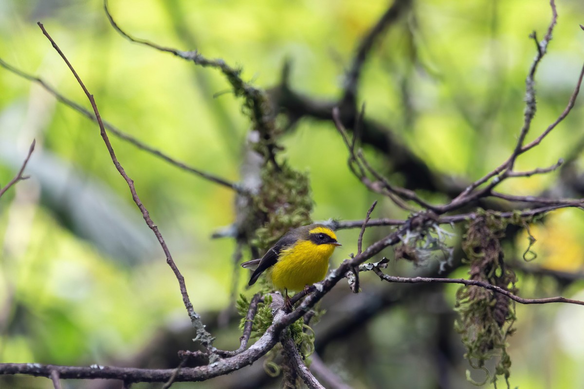 Yellow-bellied Fairy-Fantail - ML642417135