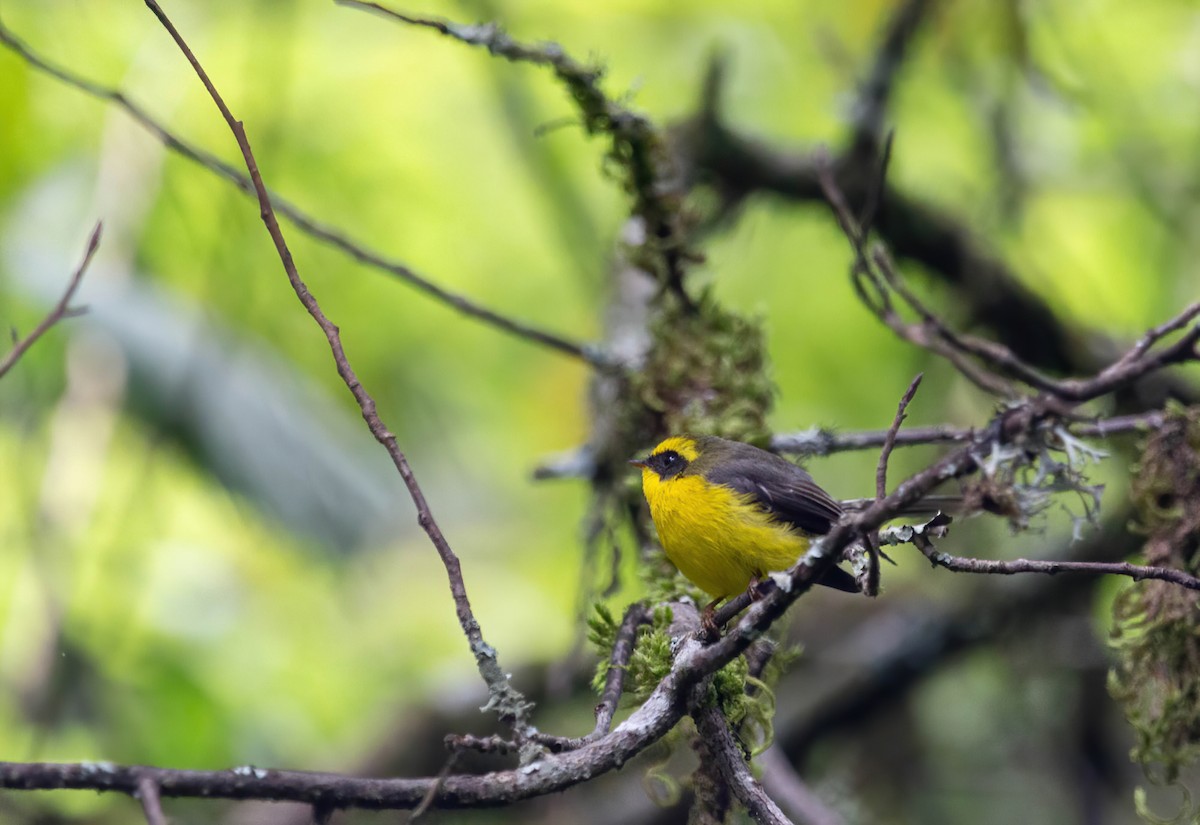 Yellow-bellied Fairy-Fantail - ML642417136