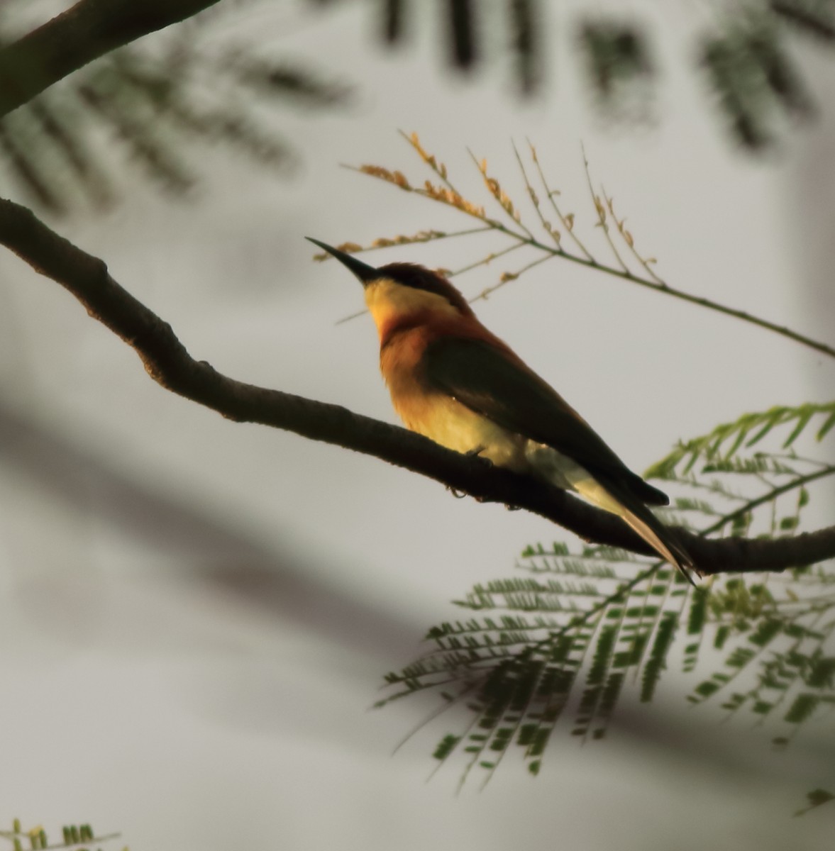 Chestnut-headed Bee-eater - ML642417139