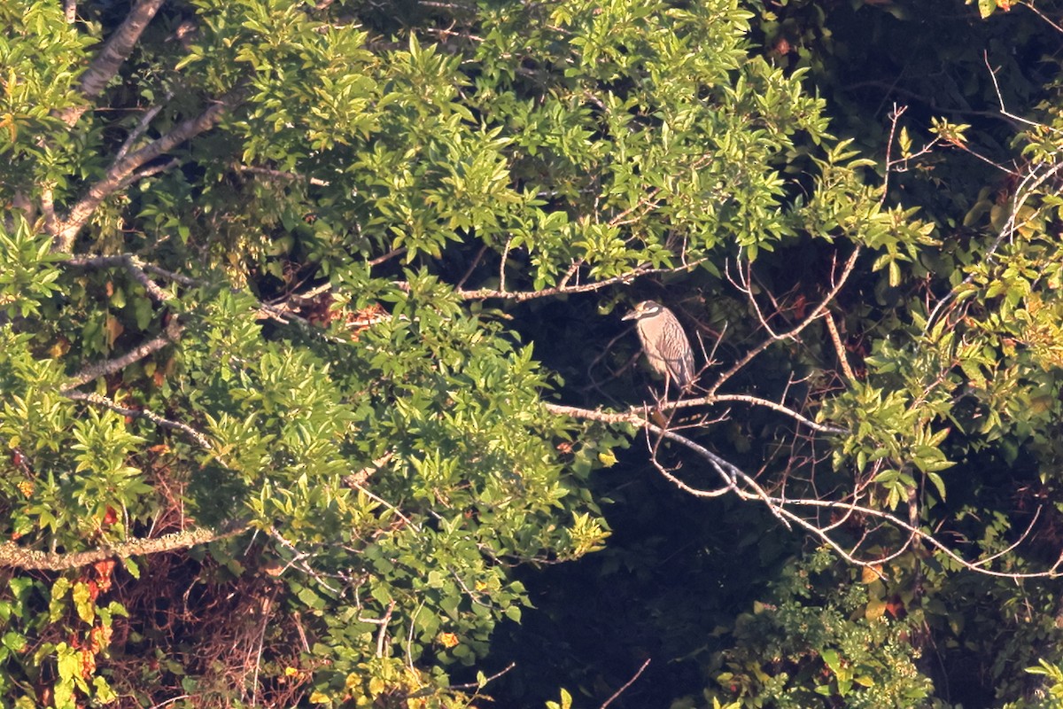 Yellow-crowned Night Heron - ML642417140