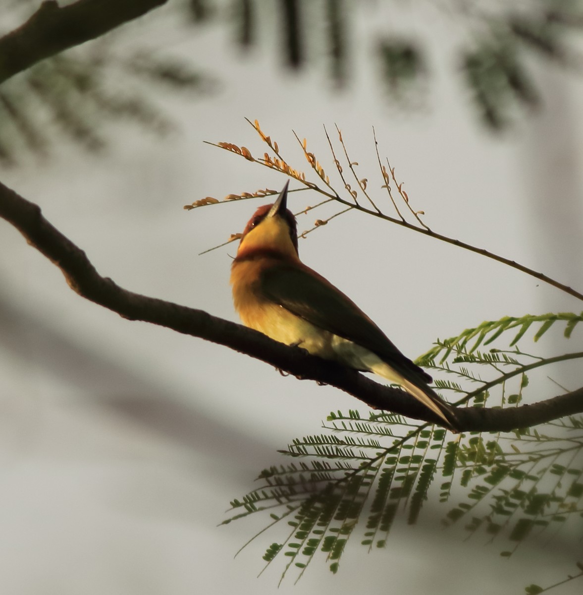 Chestnut-headed Bee-eater - ML642417141