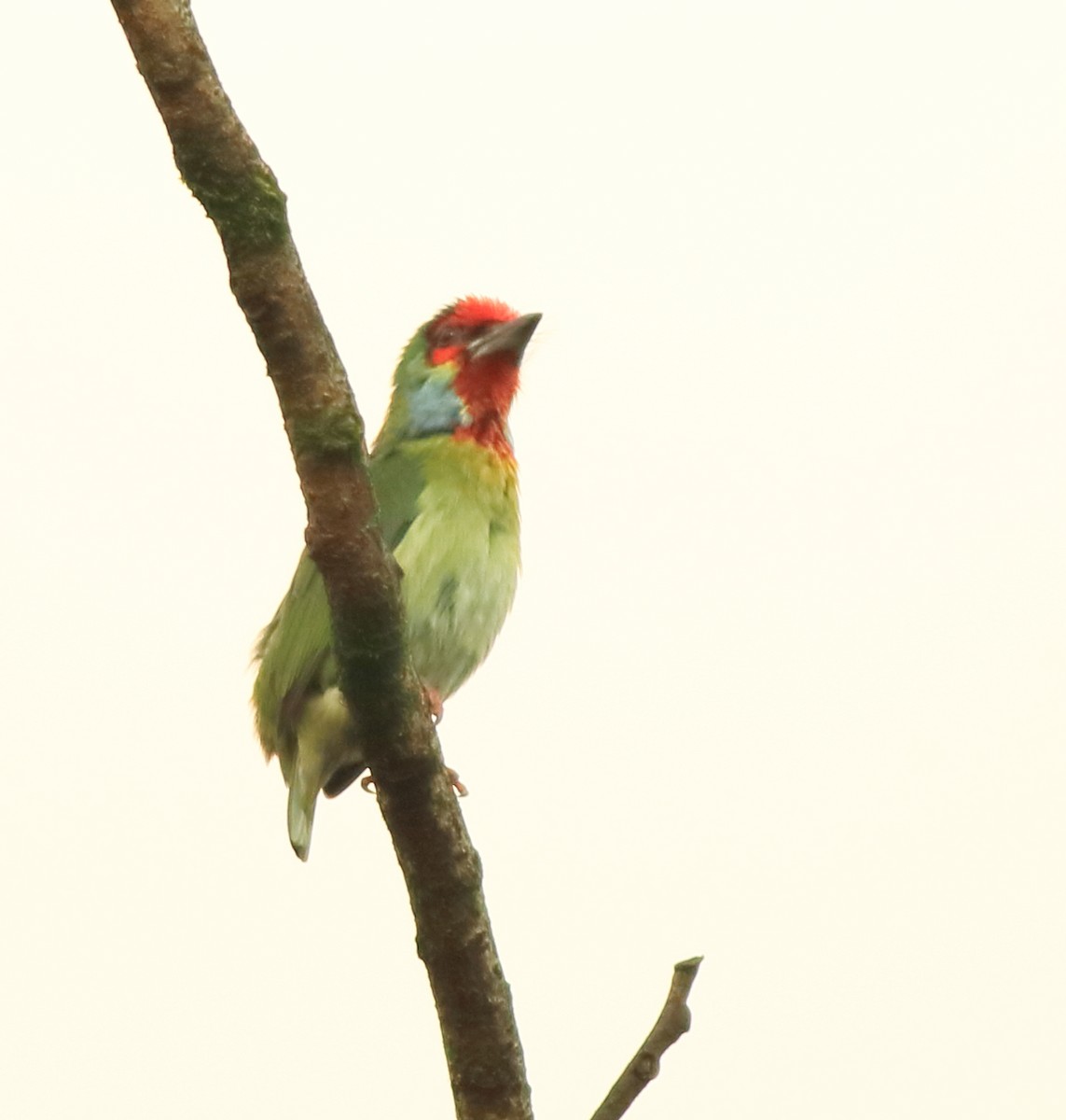 Malabar Barbet - ML642417156