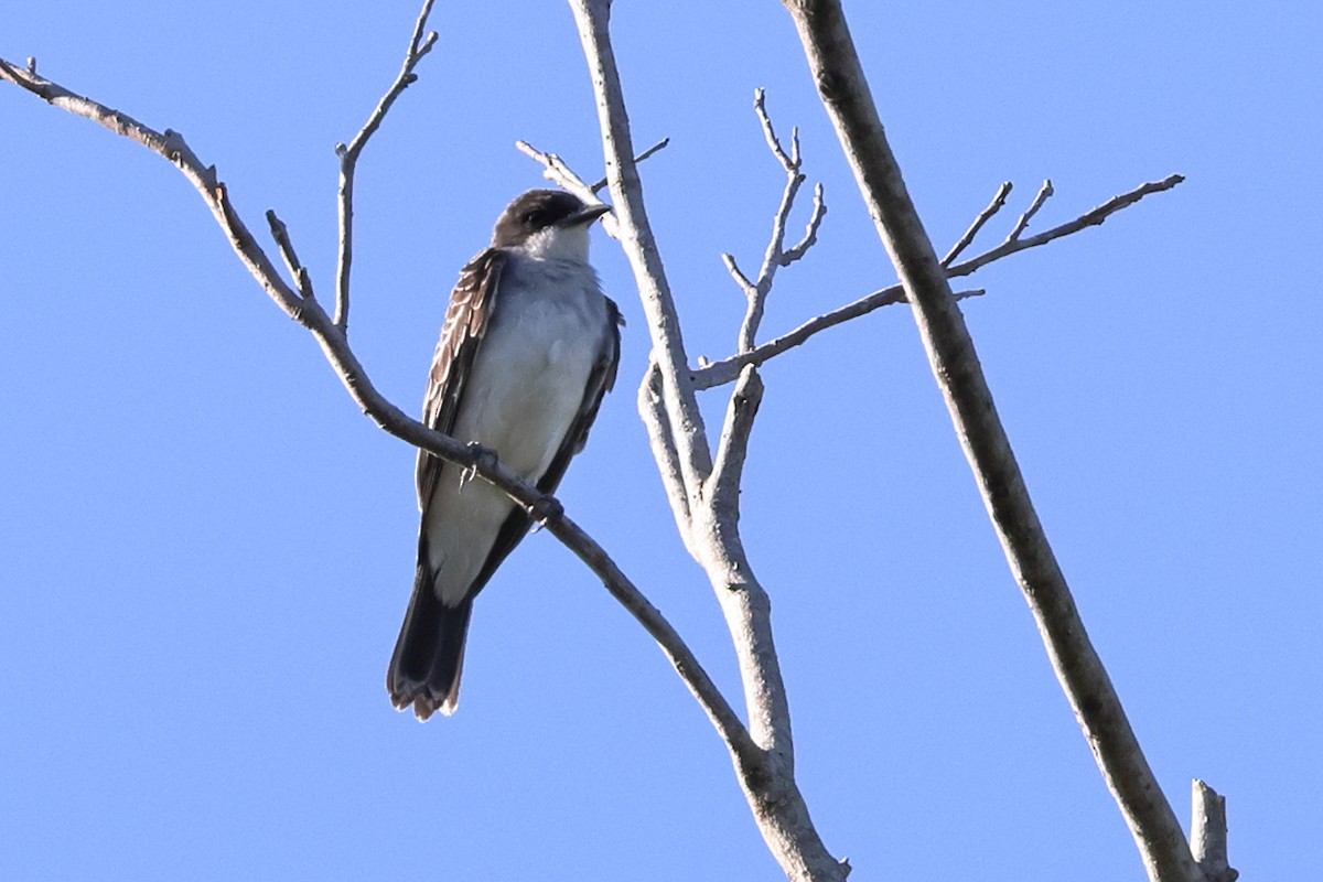 Eastern Kingbird - ML642417158