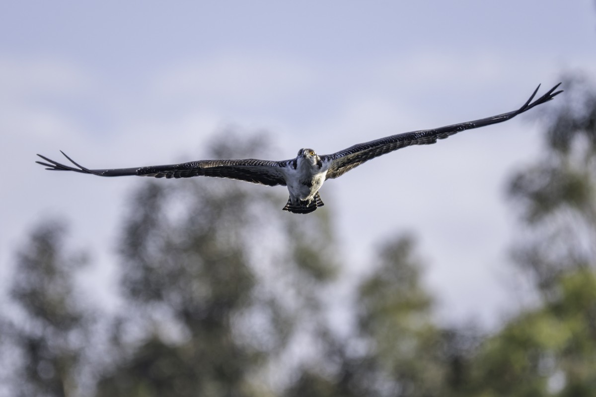Osprey - ML642417160