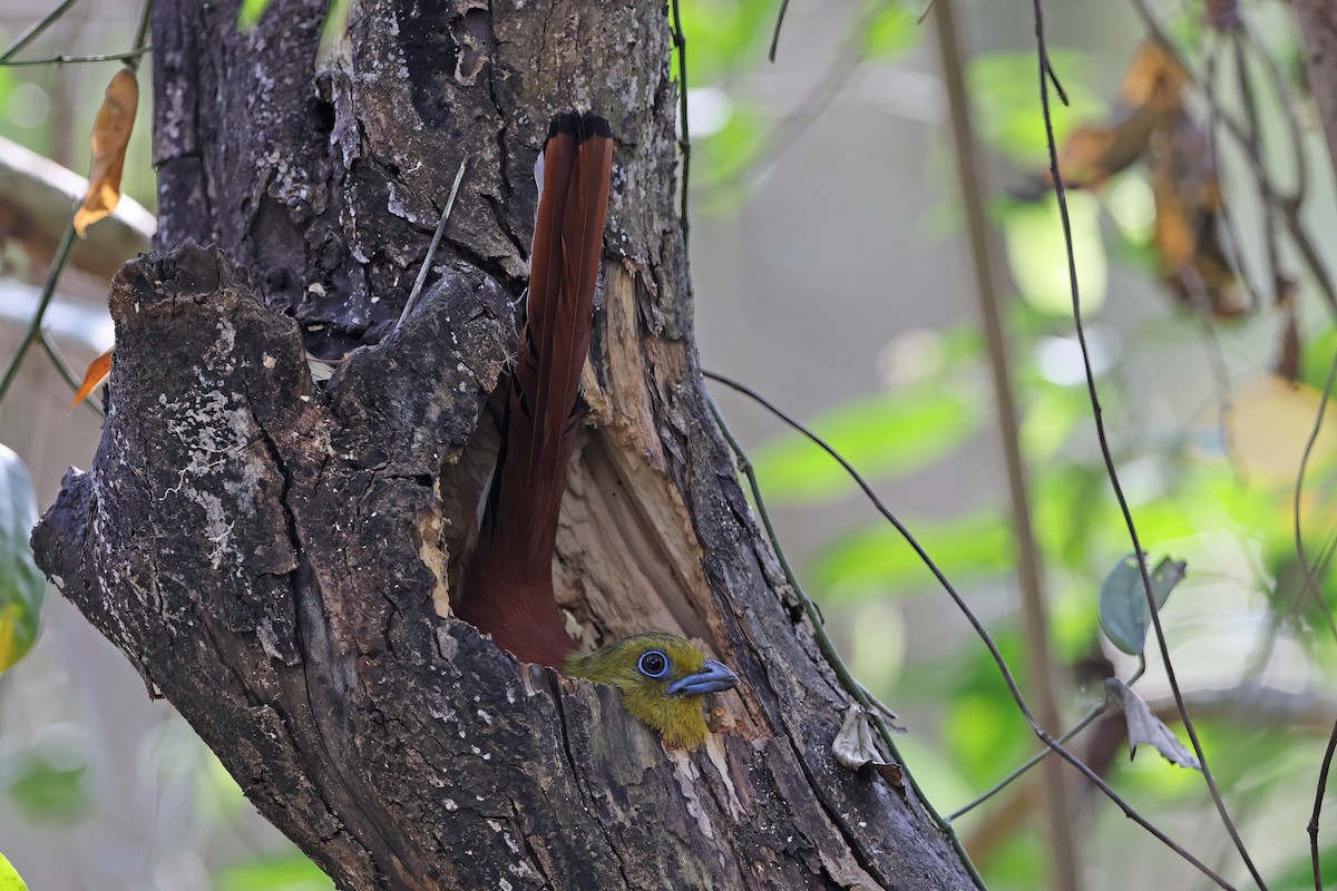 Orange-breasted Trogon - ML642417163