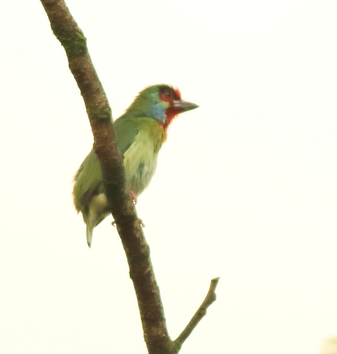 Malabar Barbet - ML642417164