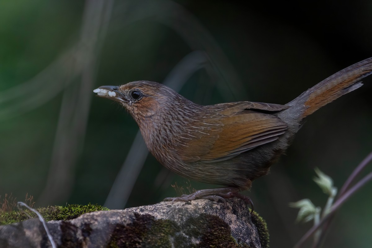 Streaked Laughingthrush - ML642417165