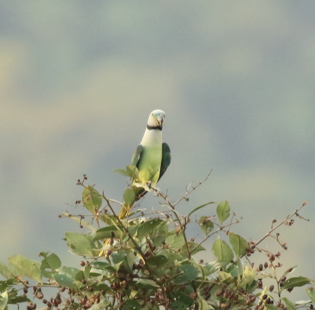Malabar Parakeet - ML642417168