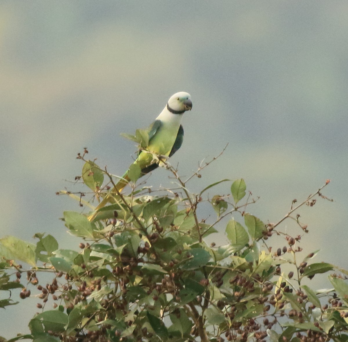 Malabar Parakeet - ML642417174