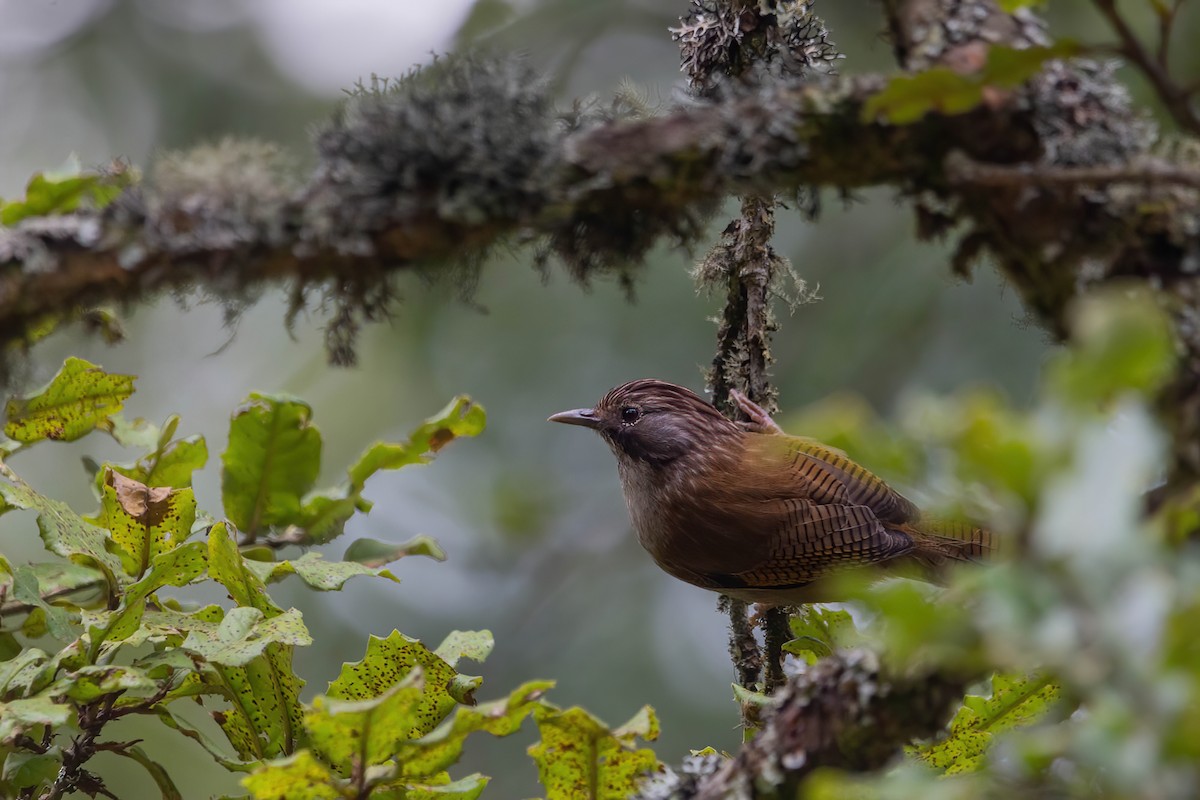 Hoary-throated Barwing - ML642417185