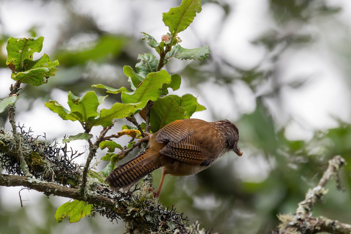 Hoary-throated Barwing - ML642417186