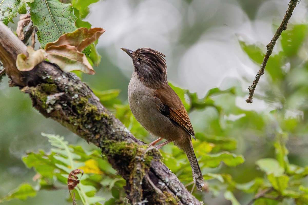 Hoary-throated Barwing - ML642417187