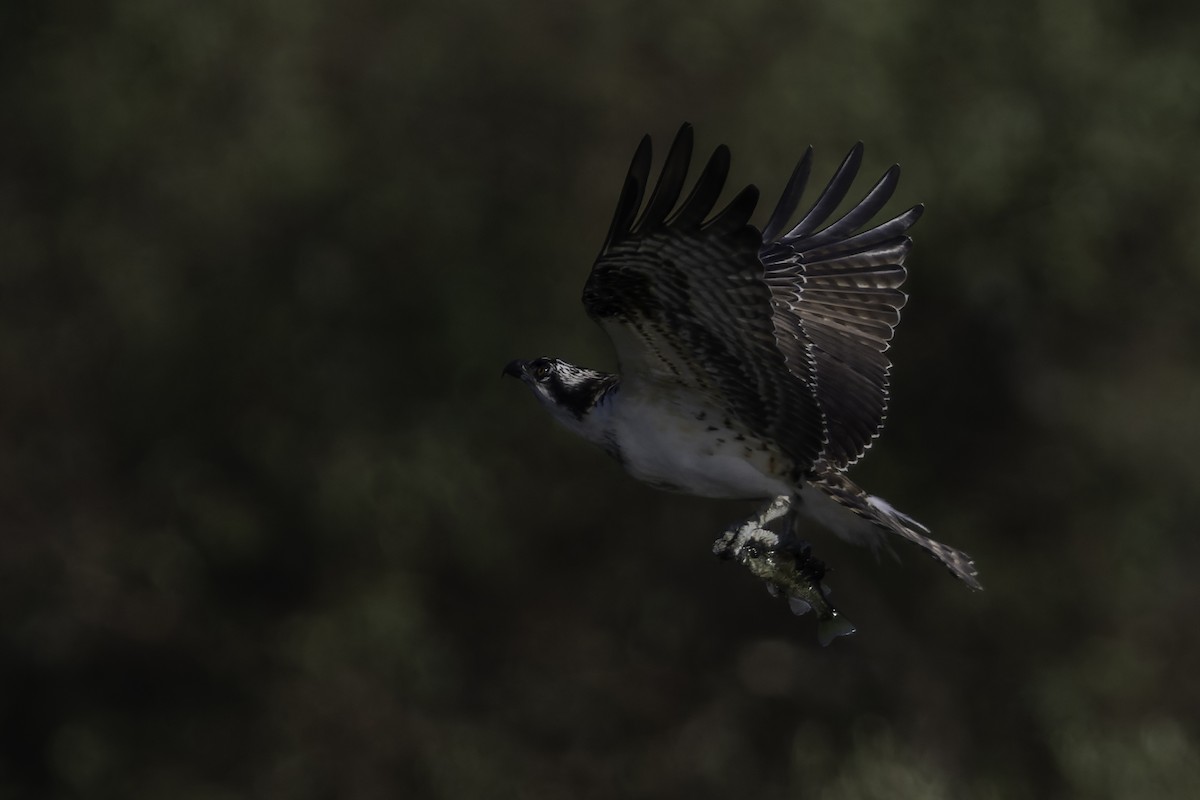 Osprey - ML642417192