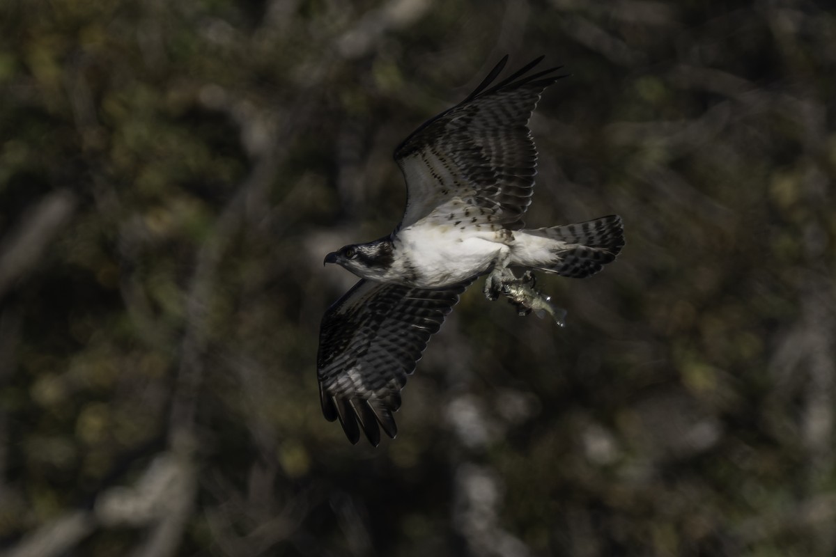 Osprey - ML642417193