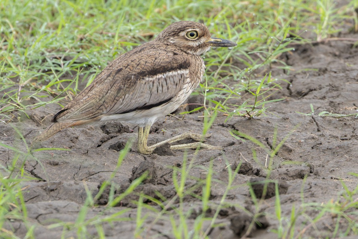 Water Thick-knee - ML642417195