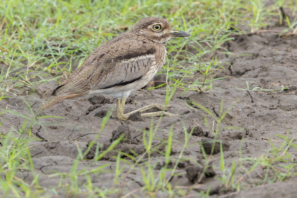 Water Thick-knee - ML642417196