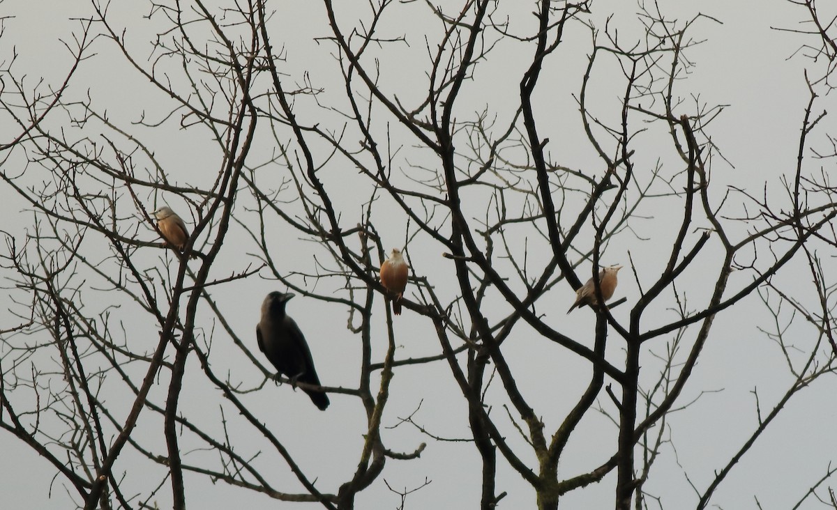 Malabar Starling - ML642417197