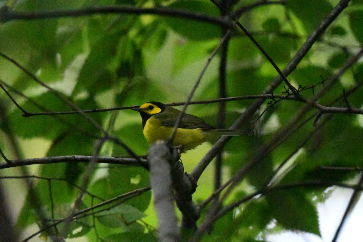 Hooded Warbler - ML642417234