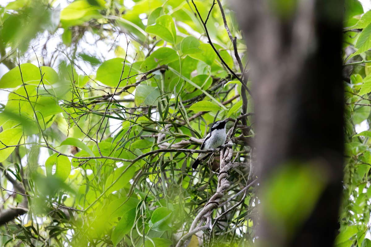 Little Pied Flycatcher - ML642417236