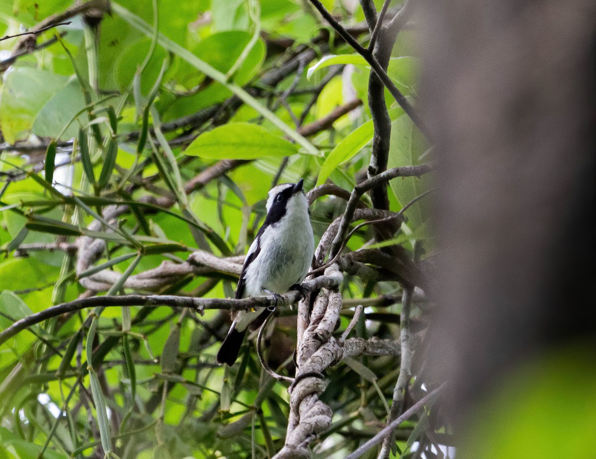 Little Pied Flycatcher - ML642417237