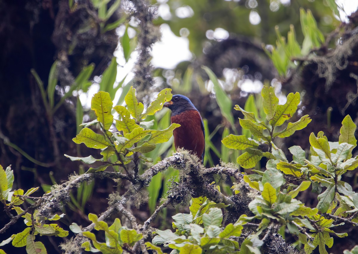 Chestnut-bellied Rock-Thrush - ML642417246
