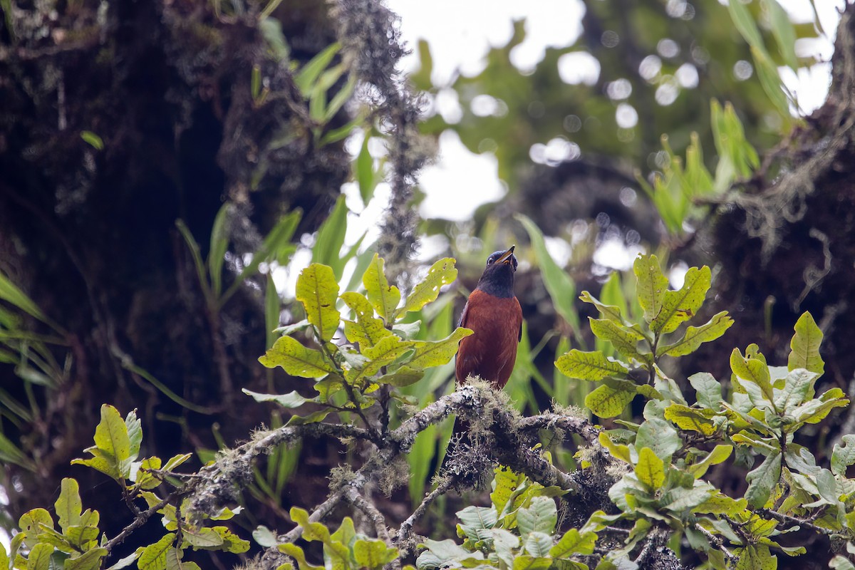 Chestnut-bellied Rock-Thrush - ML642417247