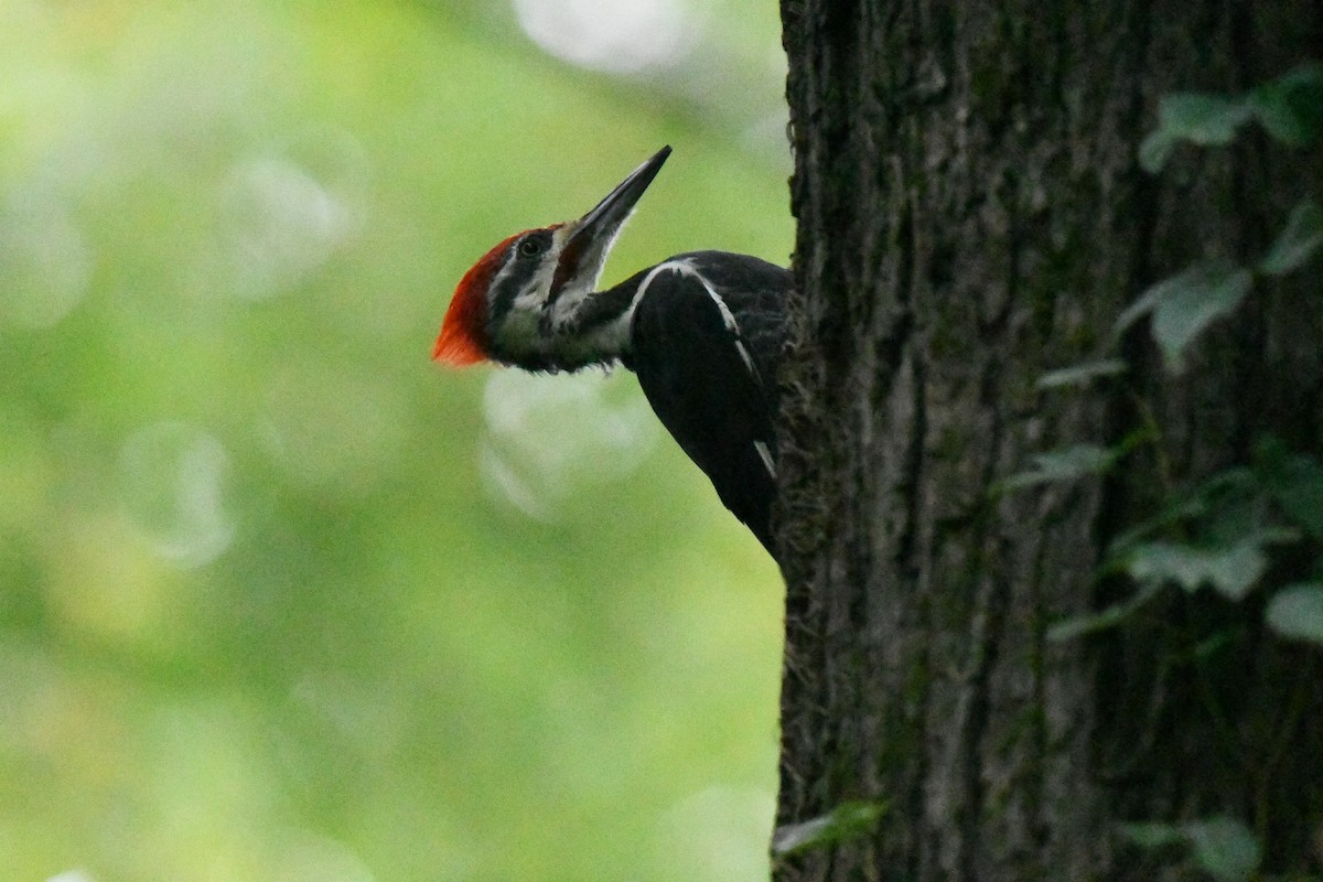 Pileated Woodpecker - ML642417259