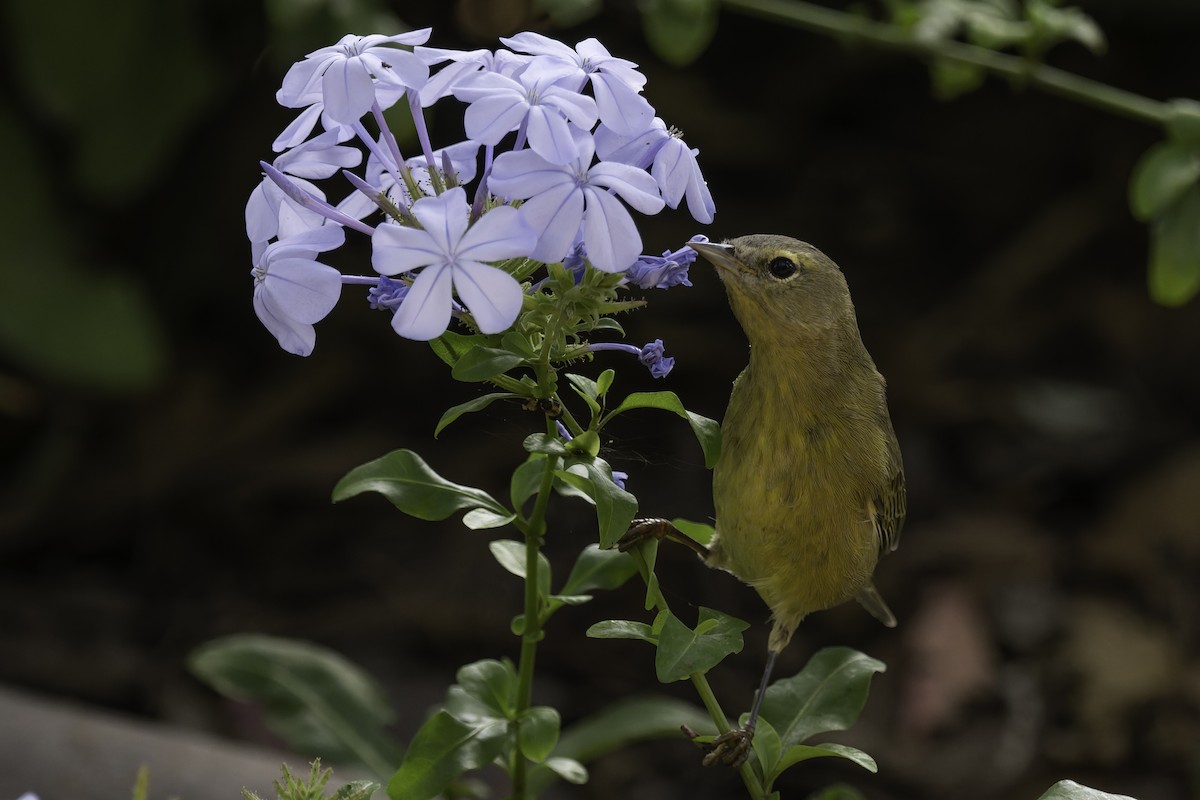 oransjekroneparula - ML642417270