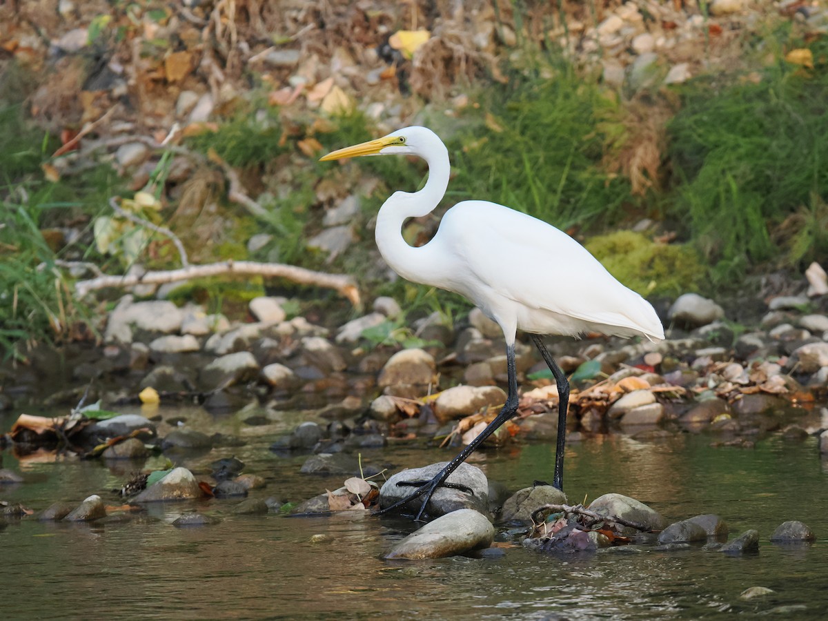 Great Egret - ML642417293