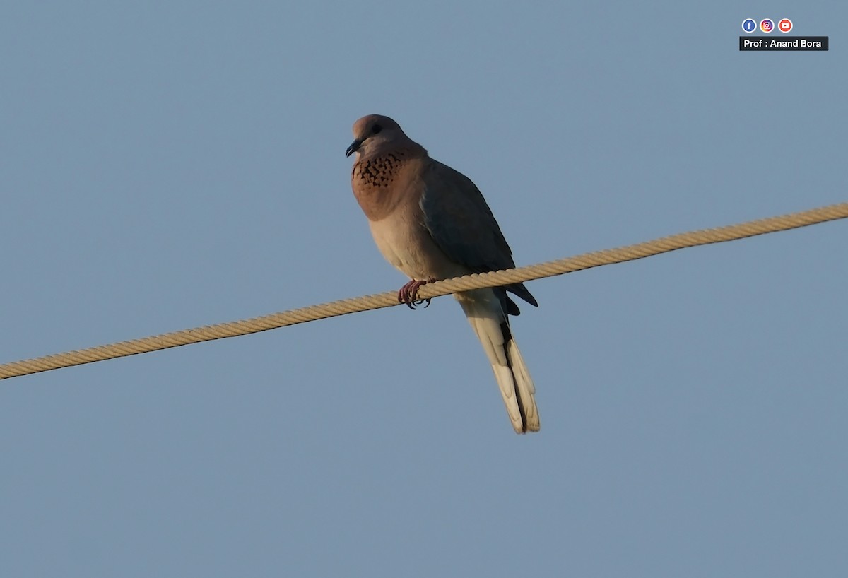 Laughing Dove - ML642417316