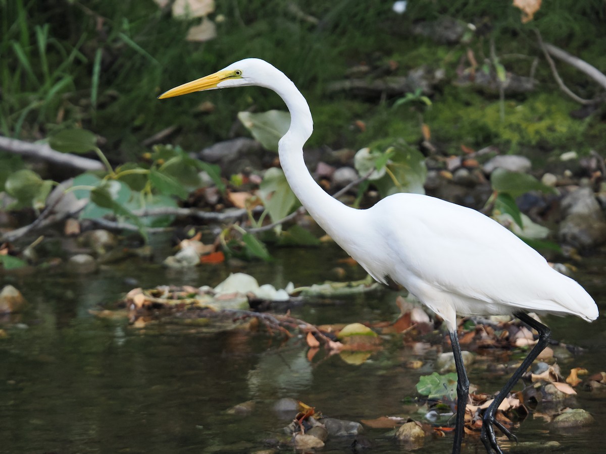 Great Egret - ML642417331