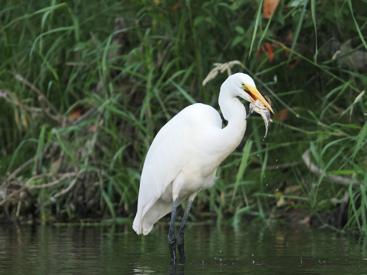 Great Egret - ML642417332