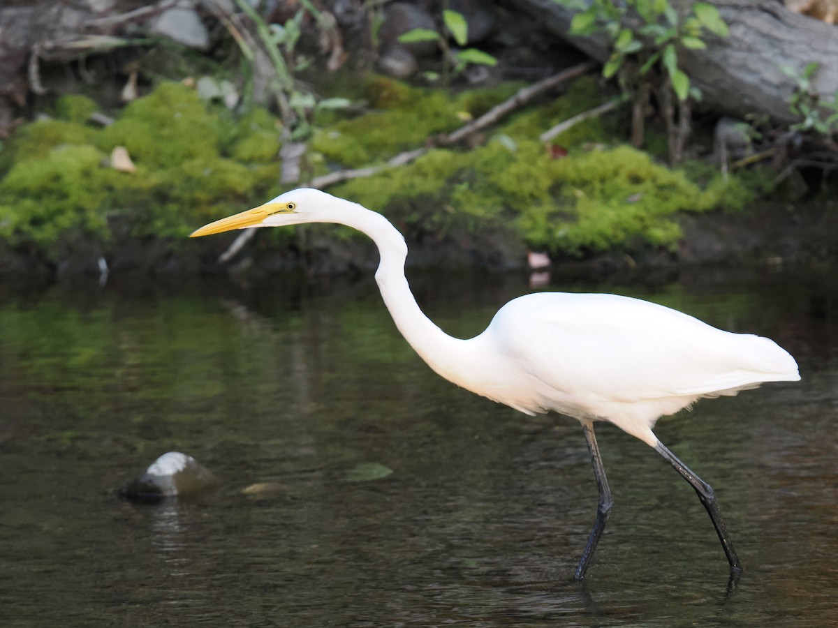 Great Egret - ML642417333