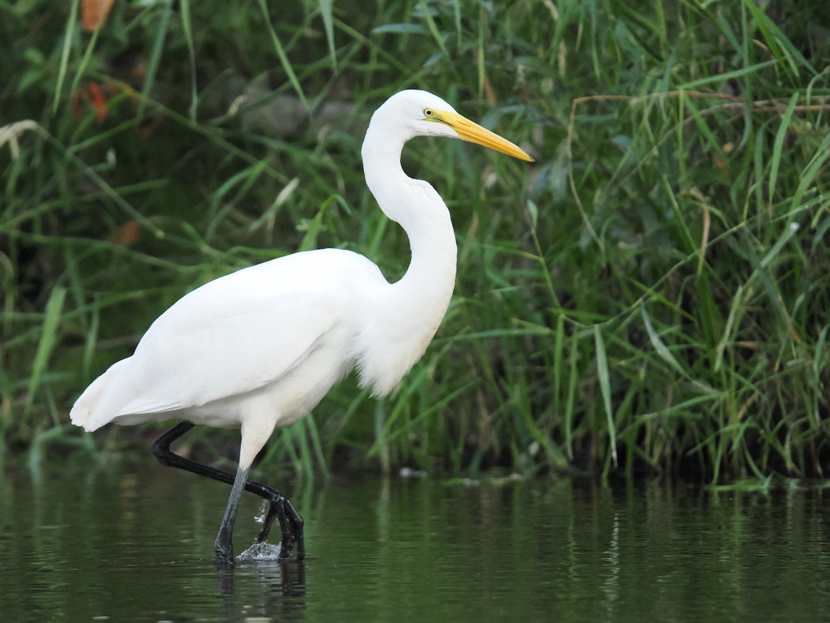Great Egret - ML642417334