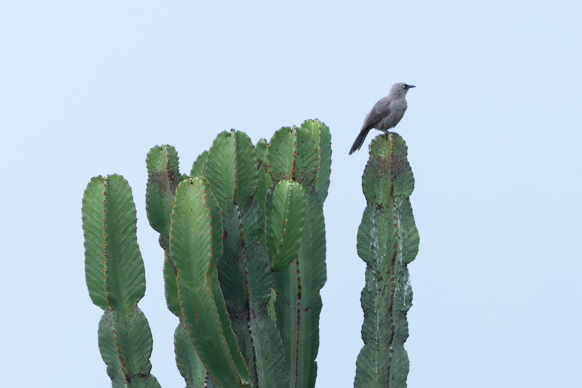 Black-lored Babbler (Sharpe's) - ML642417337