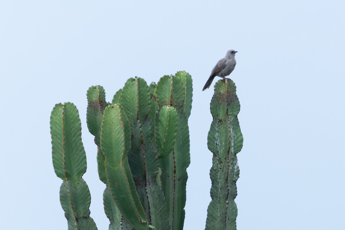 Black-lored Babbler (Sharpe's) - ML642417338
