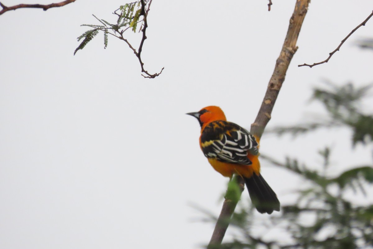 Streak-backed Oriole - ML642417344