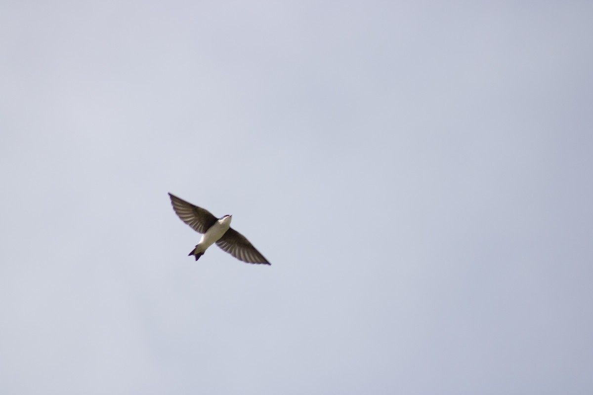 Tree Swallow - ML642417348