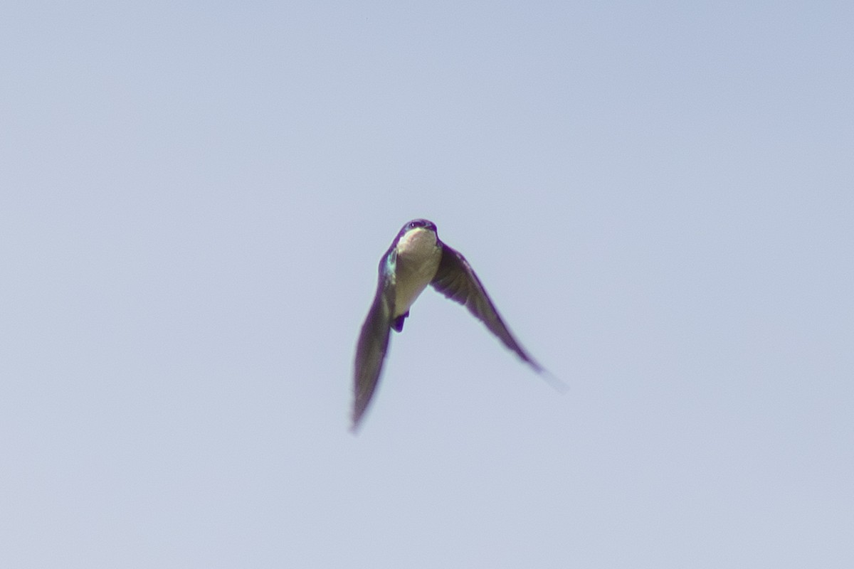 Tree Swallow - ML642417349