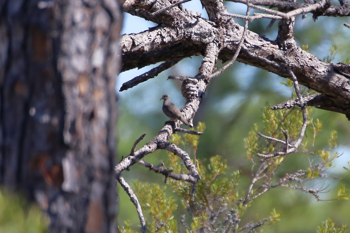 Common Ground Dove - ML642417365
