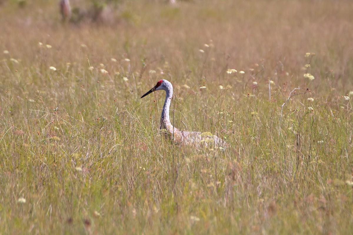 Sandhill Crane - ML642417367